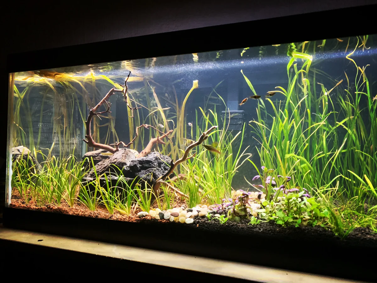 Bitkili Akvaryum (Aquascape) Kurulumu
