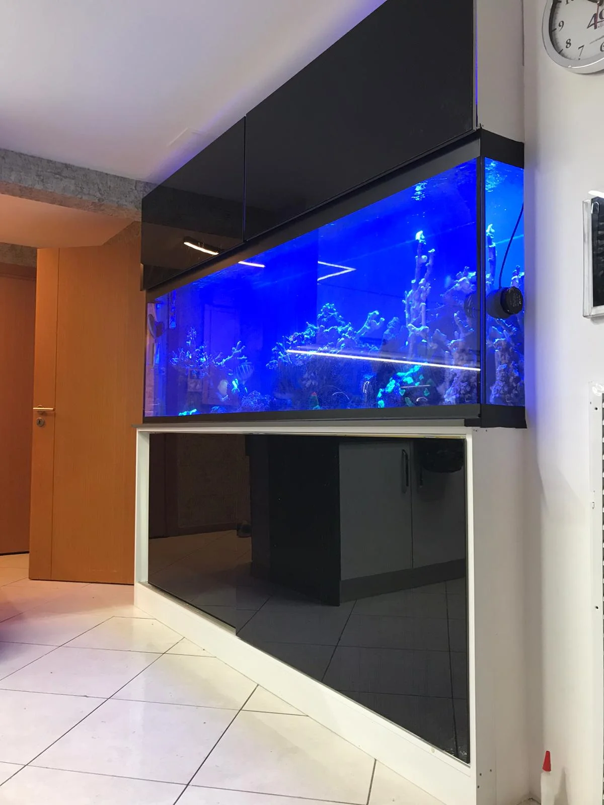 Loef Aquatics Masterpiece 5