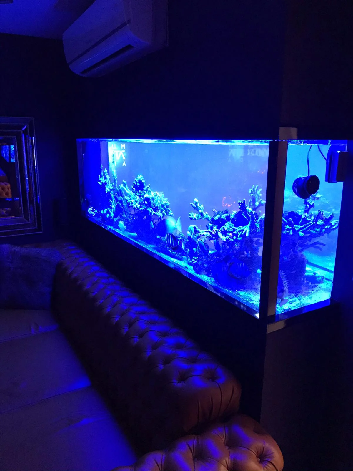Loef Aquatics Masterpiece 6