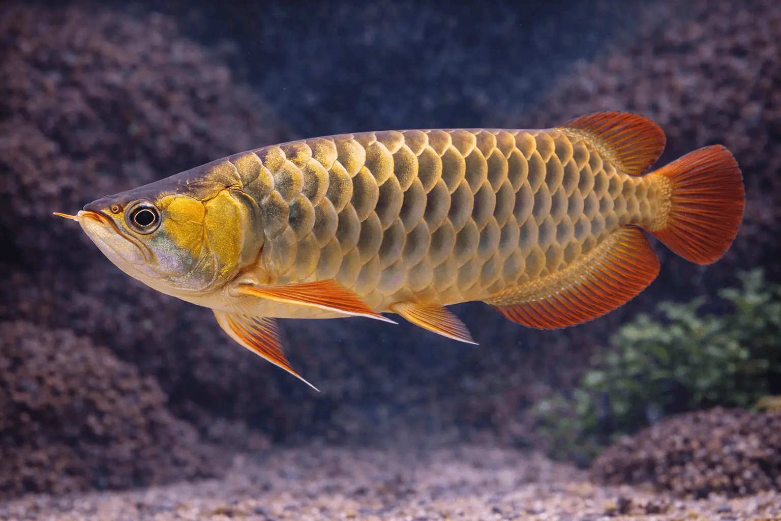 Arowana Tatlı Su Balığı