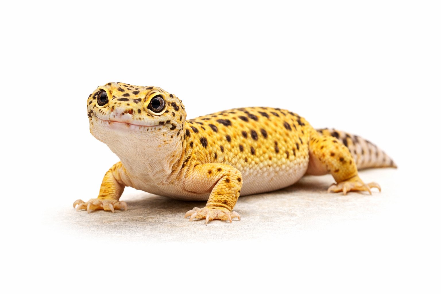 Gecko