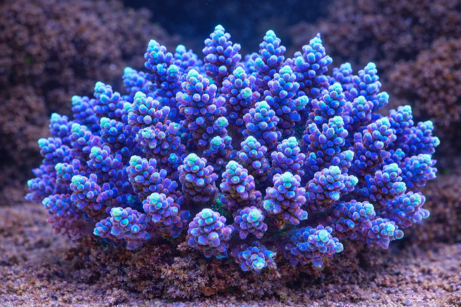 Kingdom Of Heaven Acropora SPS Mercan