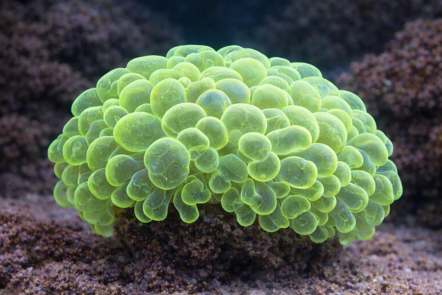 Toxic Bubblecoral